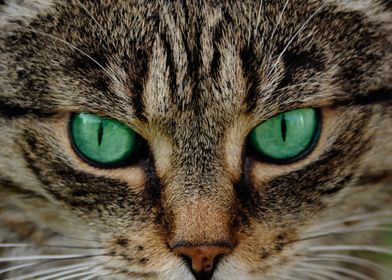 Hypnotizing cat eyes