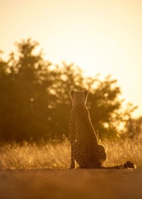 Watching The Sunset