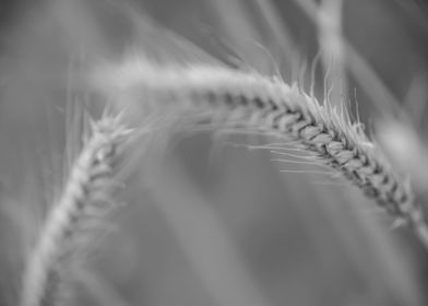 Greyscale Wheat Nature