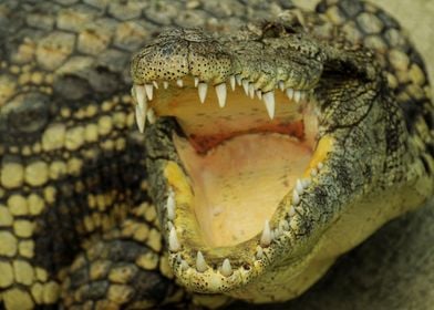 dangerous crocodile jaws
