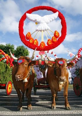 Oxen cart