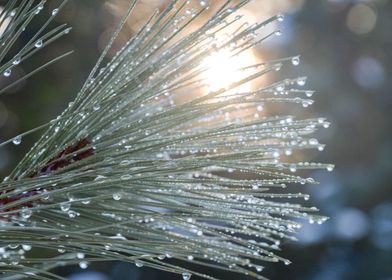 Winter Pine Tree Ice