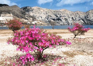 Azaleas in dry land