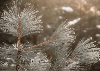 Winter Pine Tree Nature