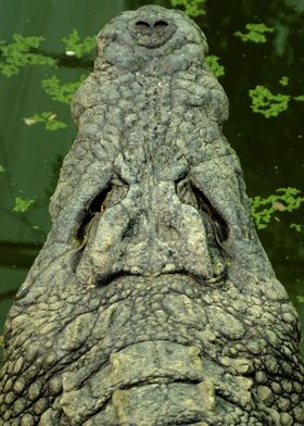 Head of crocodile