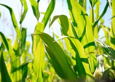 Corn leaves