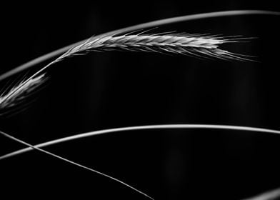 Black & White Nature Wheat