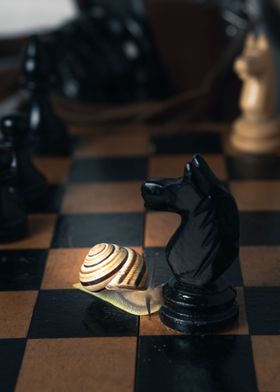 Snail and Chess