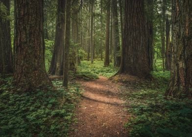 Spring forest floor