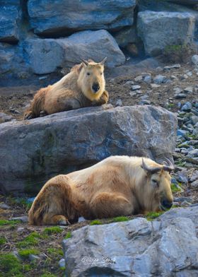 golden takin