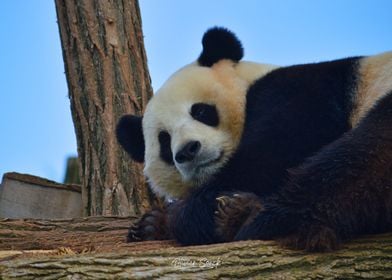 The Giant Panda