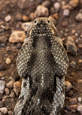 Puff Adder