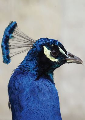 Blue peacock portrait
