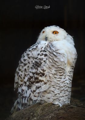 snowy owl