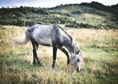 Pure blood arabian horse 