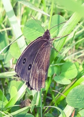 Brown summer butterfly