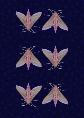Hawk Moths