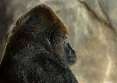 Gorilla mohawk