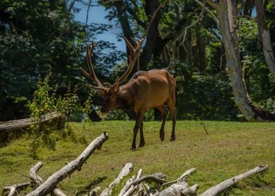 Elk with rack