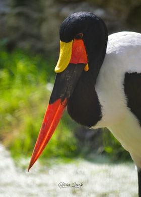 African jabiru 