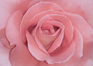 Powdered pink rose flower