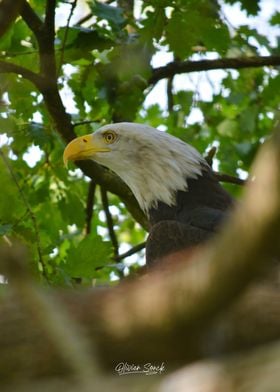 Bald Eagle