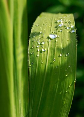 Raindrops