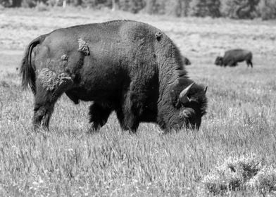 Solitary Bison