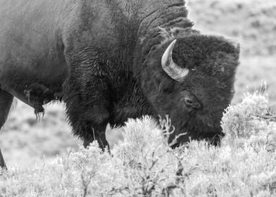 Solitary Bison