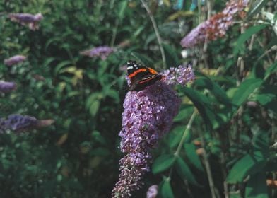 butterfly on a flower