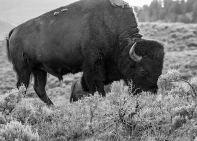 Solitary Bison