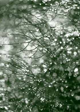 Raindrops on fennel foliag