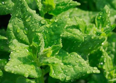 Spinach leaves