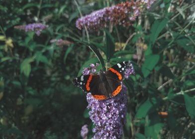 butterfly wings spread