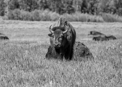 Solitary Bison