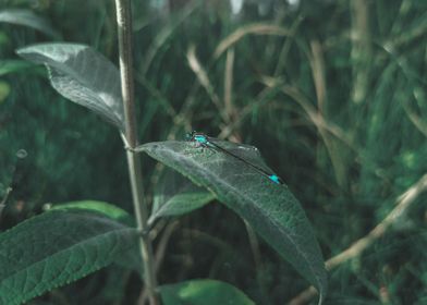 dragonfly on a leaf