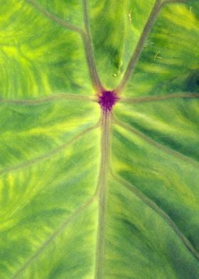 Closeup of taro leaf