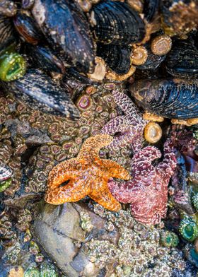 Pacific Ocean Starfish 