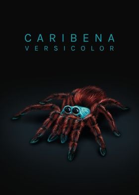 Caribena versicolor
