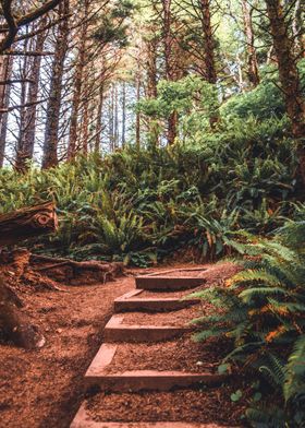 Forest Stairs in Oregon