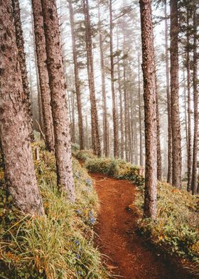 Foggy Forest in Oregon