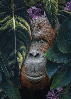 Jungle Orangutan