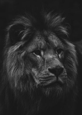 Lion BW Portrait