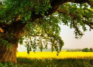 Trees and flowers