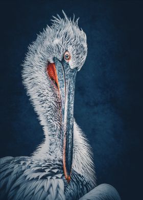 Pelican