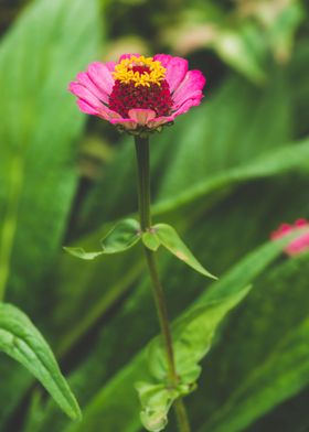 Brilliant pink daisy