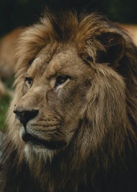 Lion Side Portrait