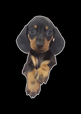 Cute miniature Dachshund