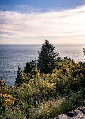 Oregon Coast Golden Hour