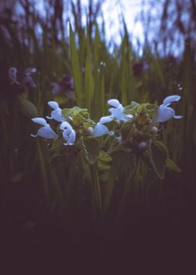 Bugle flower